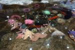 PICTURES/Oregon Coast Aquarium - Newport/t_StarFish10.JPG